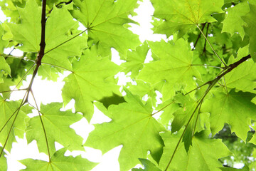 Fototapeta na wymiar Leaves lit by the sun. Beautiful colors of strong green. A composition of leaves on a twig.