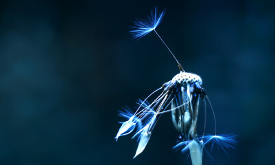 Dandelion seeds on a flower bud in blue tones. Macro photo of a field dandelion. Planting seeds.