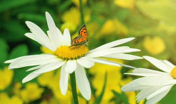 A mottled chervonets butterfly sits on a flower in the garden. Lycaena phlaeas daimio. A white daisy flower with an orange butterfly. Natural nature in the field.