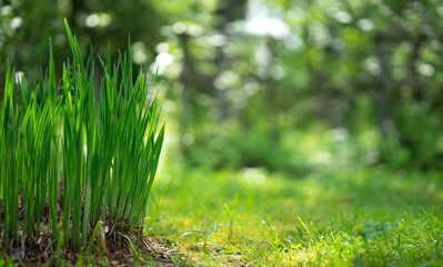 Green grass sprouts in the garden. Landscaping on a garden plot.Lily flower leaves on an artistically blurred one with a round bokeh. Natural green background.