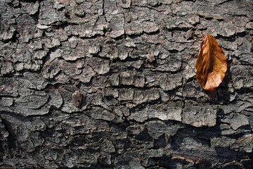 Fototapeta drzewo i liście tekstura 10 obraz