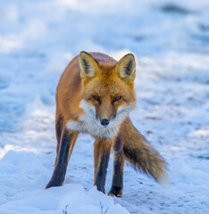 Obraz premium Red fox