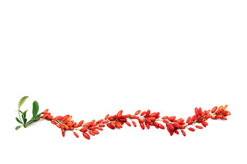 Red barberry branches isolated on white background, top view. Ripe fresh sour-tasting berries with green leaves, healthy seasoning for food. Barberry twigs, natural vegan food, medicinal plant