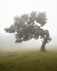 Fototapeta premium Vertical shot of a beautiful laurel tree in the green meadow on a foggy day. Fanal Forest, Madeira.