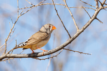 Sunda Zebra Finch (Taeniopygia guttata) perched in a tree