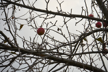 jabłko na gałęzi bez liści ,jesień  - obrazy, fototapety, plakaty