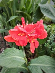 red and white flower