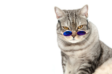 A Scottish cat wearing glasses with blue lenses sits isolated on a white background