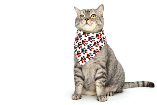 A Scottish cat in a bandana, bib sits isolated on a white background. Happy cat
