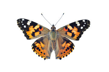 Painted lady butterfly, isolated on transparent background