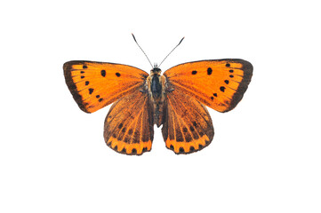 Large copper butterfly, isolated on transparent background