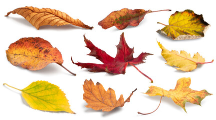 Autumn leaves isolated. Collection of colorful fallen autumn leaves isolated on white background