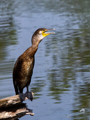 Kormoran beim Sonnenbad