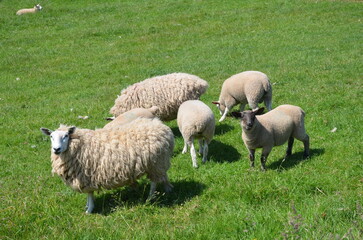 Sheep and lambs in southern scotland  - 543852123