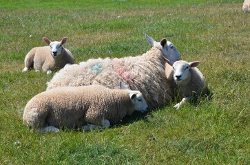Mother sheep with lambs in southern Scotland - 543852183