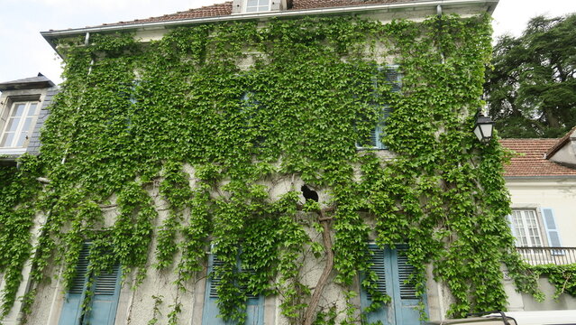 Le chat en fa&ccedil;ade