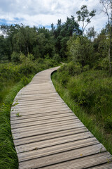 Fototapeta na wymiar Wooden footpath through swamp area in the forest