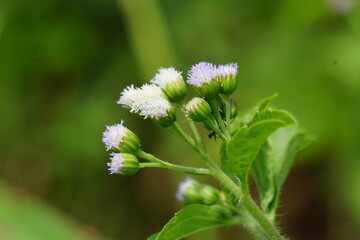 Macro shot Bandotan (Ageratum conyzoides) is a type of agricultural weed belonging to the...