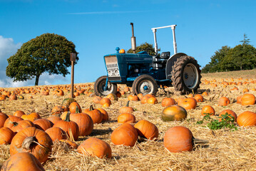 Pumpkins in a field with a tractor behind. Bright orange Halloween pumpkins ready for picking and...