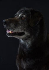 portrait of a black labrador dog on a black background