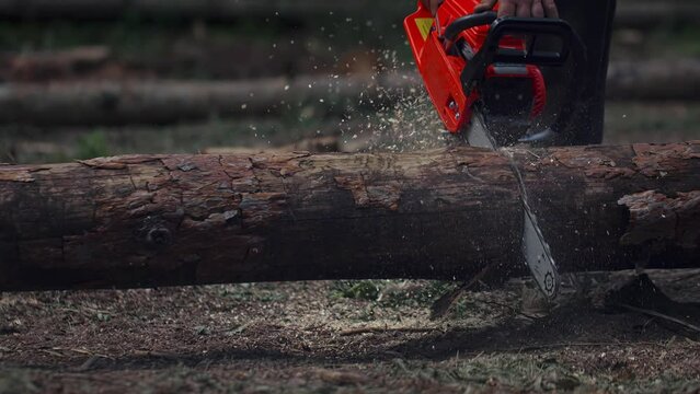 Man sawing wood with a chainsaw with a lot of flying chips and slivers. Lumberjack cut trees using an electrical chainsaw. 