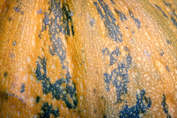 Close-up photo of a pumpkin. Natural food. A close up of pumpkin texture.