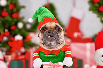 Funny French Bulldog dog wearing Christmas elf costume between seasonal decorations