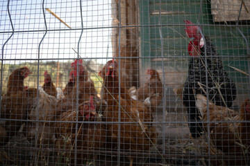 Close up of some chicken in a domestic farmyard. Locked up animals without freedom. Animal exploitation concept.