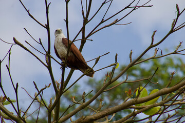 Kite on a branch