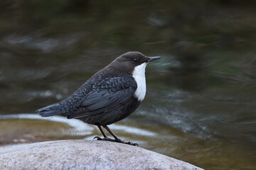 White-throated dipper (Cinclus cinclus)