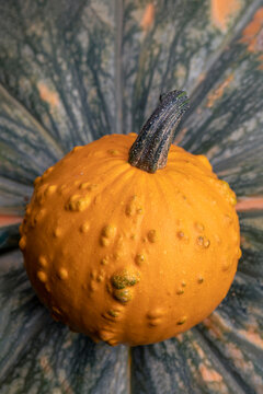 Close-up photo of a pumpkin. Natural food. A close up of pumpkin texture.