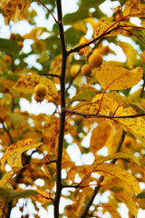 Yellow branch of tree with berries in autumn. High quality photo