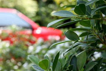 Red car parked in the front yard.
