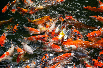 Obraz na płótnie Canvas Goldfish and koi in a pond with green water. Koi nishikigoi are colored varieties of the Amur carp (Cyprinus rubrofuscus) that are kept for decorative purposes in outdoor koi ponds or water gardens. 
