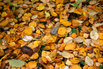 Texture of yellow leaves on the ground in autumn. High quality photo