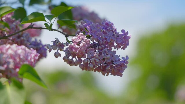 Beautiful view of lilacs in the garden.