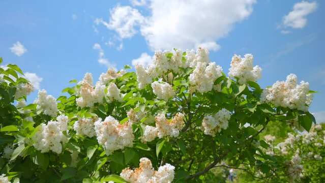 Beautiful view of white lilacs in the garden.
