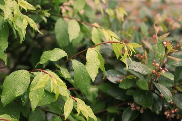 Fototapeta premium green leaves of a tree
