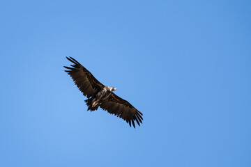Fototapeta premium Griffon Vulture (Gyps fulvus), Crete.