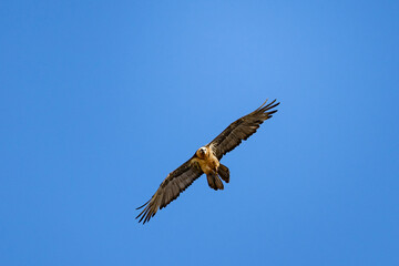 Griffon Vulture (Gyps fulvus), Crete.