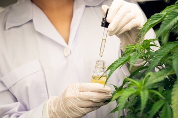 Closeup gratifying cannabis plant in curative indoor cannabis farm. Scientist inspecting CBD oil...