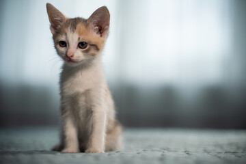 Cute American shorthair cat kitten.