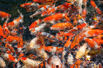 Goldfish and koi in a pond with green water. Koi nishikigoi are colored varieties of the Amur carp...