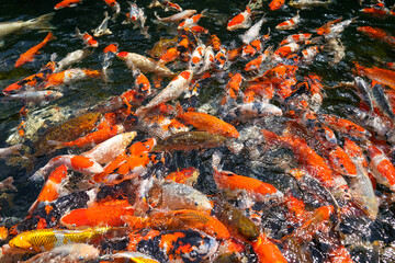 Goldfish and koi in a pond with green water. Koi nishikigoi are colored varieties of the Amur carp (Cyprinus rubrofuscus) that are kept for decorative purposes in outdoor koi ponds or water gardens.
