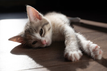 Fototapeta na wymiar Cute little kitten lies on the floor and plays. Portrait of a small tricolor cat. A mongrel kitten lies on the floor in the apartment.