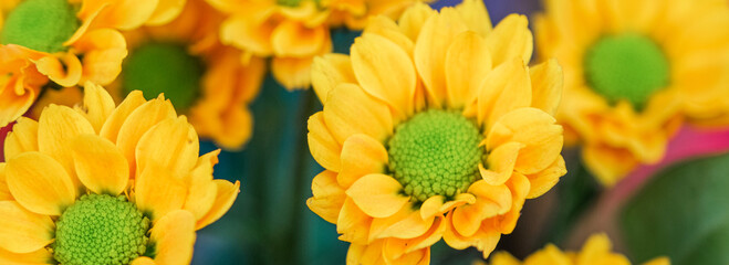 Yellow chrysanthemums flowers background. Autumn bouquet. Web banner