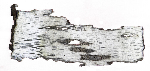 Piece of birch bark, transparent PNG