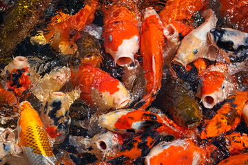 Goldfish and koi in a pond with green water. Koi nishikigoi are colored varieties of the Amur carp (Cyprinus rubrofuscus) that are kept for decorative purposes in outdoor koi ponds or water gardens.
