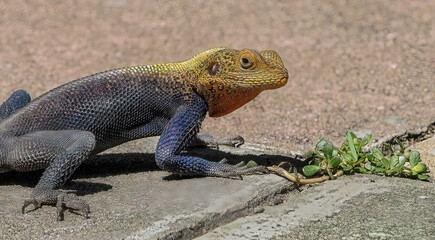 Lizard