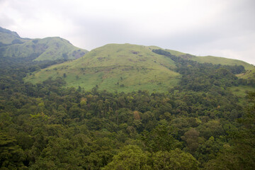 forest in the mountains